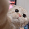 Gatitos Random 🤩 17