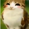 Meowl 🐱🦉 16