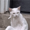 REAGE DE GATIN 6