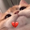 📌🌈🐈✨️Gatos Funny Mood✨️🐈‍⬛🌈 24