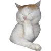 KUCING REACTION  7