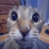 Dilo con gatos 20