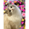 Cute stickers 8