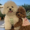 🐶 TÚ Y YO VERSIÓN PERRITOS 🐾 5