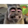 Monkys 3000 🐒 23