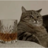 Gatitos cura depresión😻😾🙀😸 9