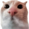 🧿 Gato para molestar 😋😂🐱 7