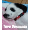 Dog 7