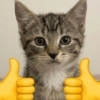 Gatos Random 🐈‍⬛ XDXD 🤣 15
