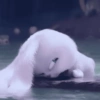 Snowball 8