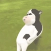 Sapi tiktok filter cow 🐮 15