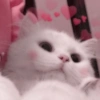 Gatitos 🥰 9