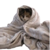 Gatitos con frío ☕🥶🥶💤 5