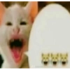 Dilo con gatos 17