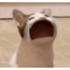 SAD CATT😿😿😭 5