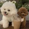 🐶 TÚ Y YO VERSIÓN PERRITOS 🐾 10
