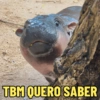 MOO DENG MEMES 🦛 12