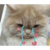 Kucing Lucu 14