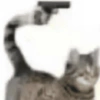 Meme gato 9