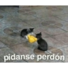 JAJA 13