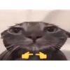 JAJA 10