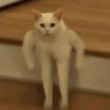 Gatos 6