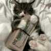 Gatitos cura depresión😻😾🙀😸 8