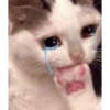 SAD CATT😿😿😭 9