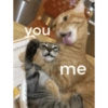 Love cats 5