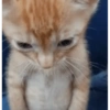 GATINHOS 10