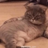 Pets fofos  29