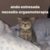 😸 Gatos pal chat 😎🤙 2 11