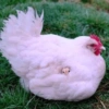 Galinha Fofa Reações 🐔 17