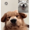Bichinhos para o seu chat 🐱🐈🐕🐶 25
