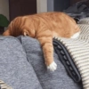 GATINHOS 6