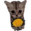 🌻💐 Желтые цветы 3 💐🌻 18