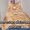 D me estas diciendo gord@?