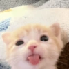 Kucing 8