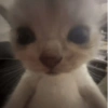 Perro y gato 14