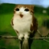 Meowl 🐱🦉 7