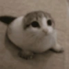 GATINHOS 5