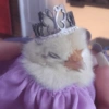 Galinha Fofa Reações 🐔 25