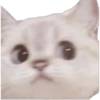 Side eyes animals 9