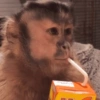 Macaquinho 🙊 7