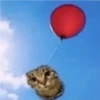 Meme gato 6