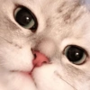 Gatitos Random 🤩 14
