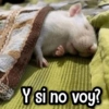 Y si no voy?