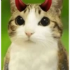 Meowl 🐱🦉 27