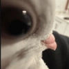 Side eyes animals 6