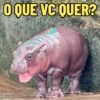 MOO DENG MEMES 🦛 10